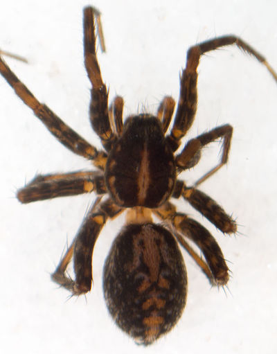 Pardosa blanda W 9-01552.jpg