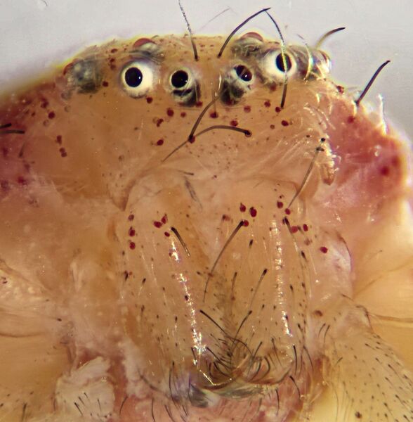 Datei:Philodromus albidus female-face-1.jpg