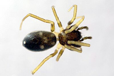 Phrurolithus pullatus BG 2018 female.jpg