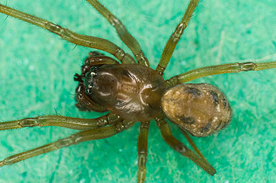 Tapinopa longidens M 7-8414.jpg