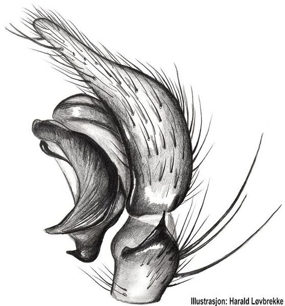 Datei:Textrix denticulata palp HLovbrekke.jpg