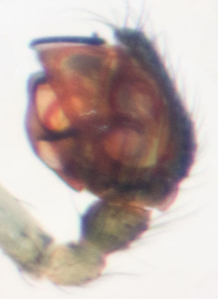 Datei:Bath parvulus Ped 8-05719.jpg