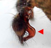 Campestris male 3 Ausschnitt.jpg