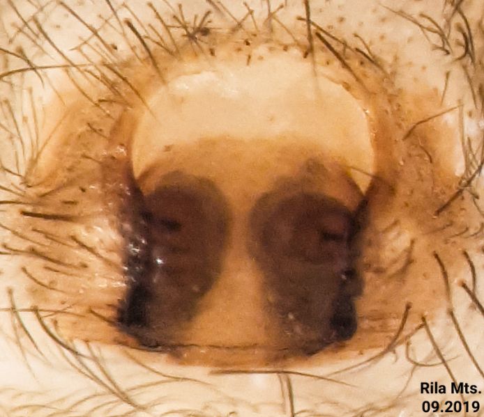 Datei:Inermocoelotes xinpingwangi epigyne.jpg