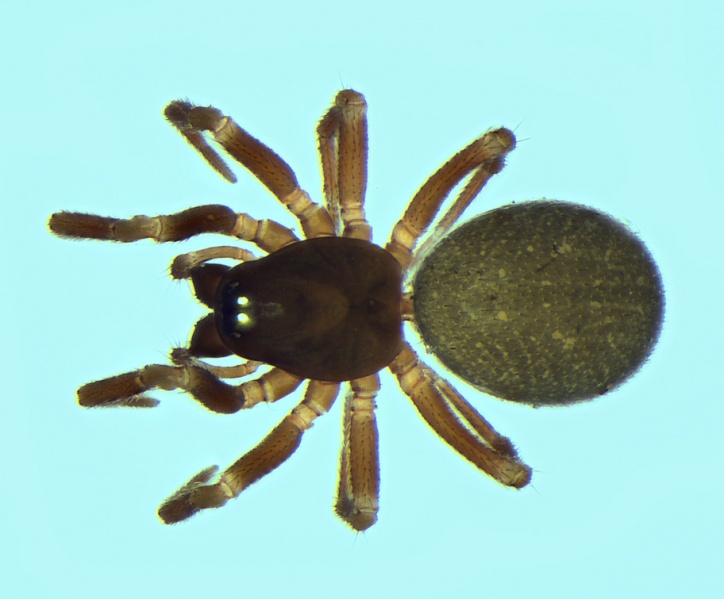 Datei:Monocephalus fuscipes female 20130502114926-8712ee8a-me.jpg