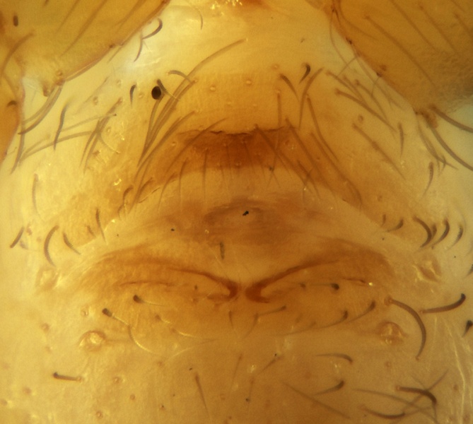 Datei:Oonops procerus Epigyne 20161015173247-b349b05c.jpg