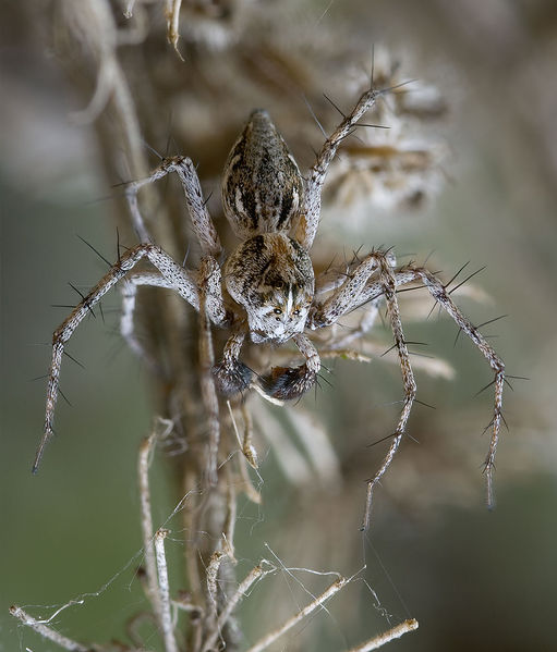 Datei:Oxyopes-mediterraneus Sardinien-Duene 13-06 08.jpg