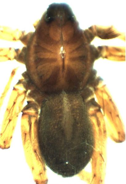 Datei:Pardosa septentrionalis male do HLovbrekke.jpg