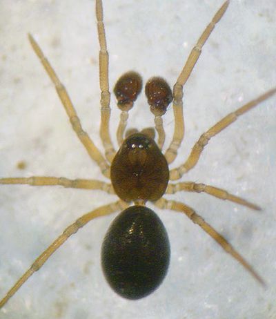 Silometopus reussi 1024.jpg