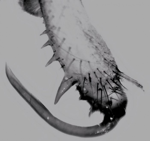 Datei:Tetragnatha montana male kjeve HLovbrekke.jpg