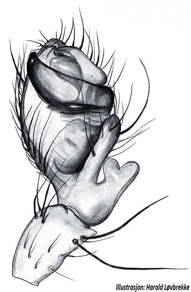 Datei:Metellina mengei palp HLovbrekke.jpg