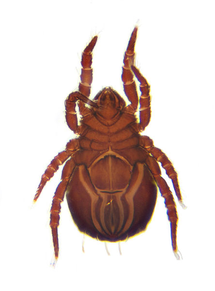Datei:Nothrus borussicus A6204 PL9715.jpg