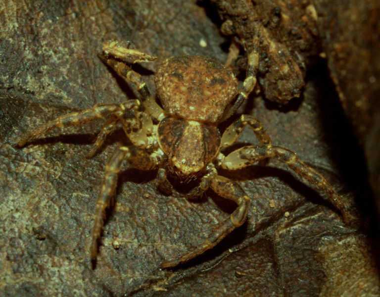 Datei:Ozyptila praticola Weibchen1 WPfliegler.jpg