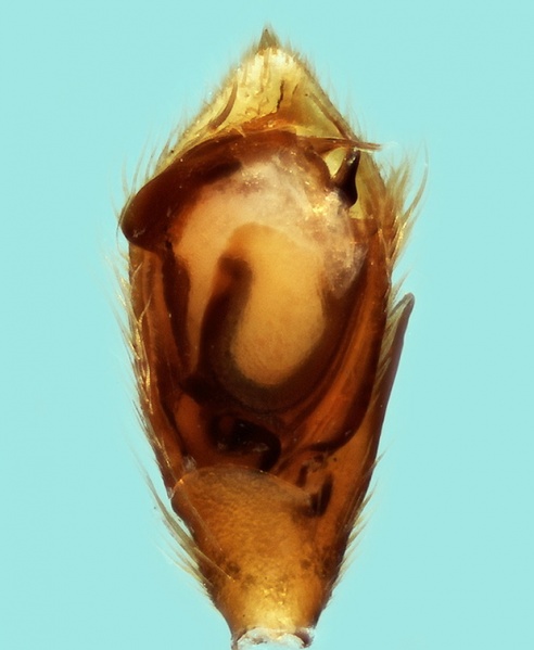 Datei:Zelotes egregioides male 20170820122338-f32e14ac-me.jpg