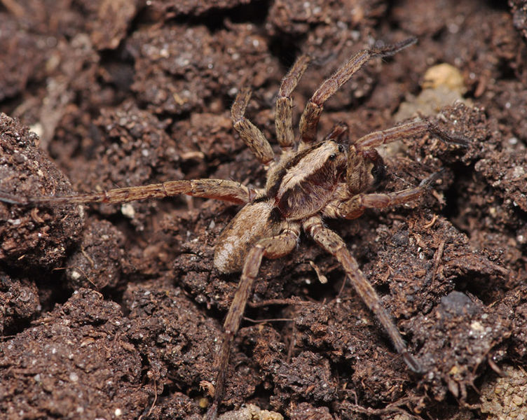 Datei:Alopecosa sulzeri male A5707 PK3083.JPG