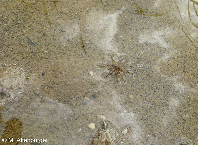 Datei:Arctosa cinerea 6 1024.jpg