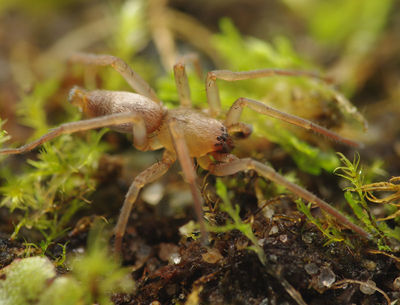 Clubiona norvegica male PK8485.JPG