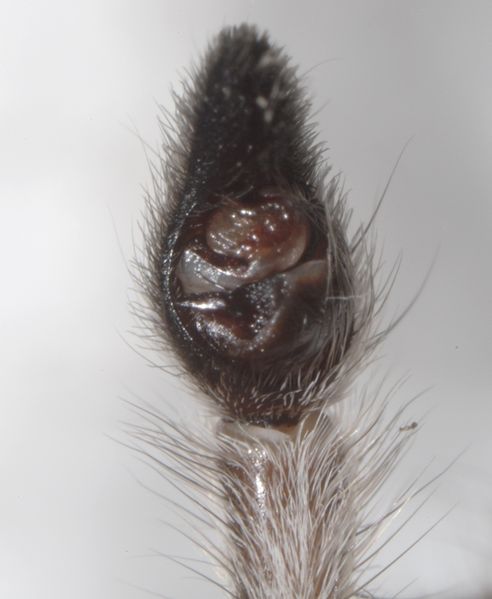Datei:Geolycosa vultuosa male PF7321.JPG