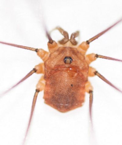 Leiobunum rumelicum dorsal macro.jpg