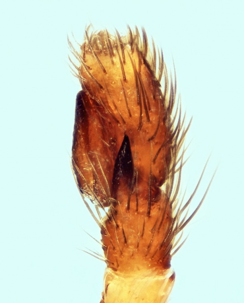 Datei:Neaetha absheronica male palp 20150930172441-e069dd2d-me.jpg