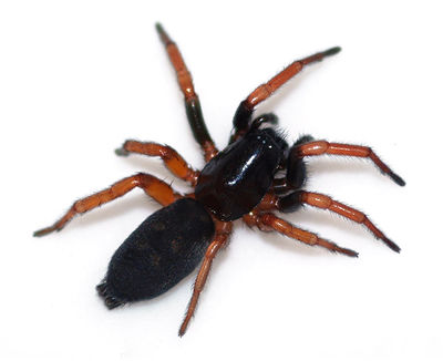 Phaeocedus female gjernes 600.jpg