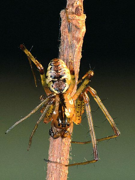 Datei:Pityohyphantes phrygianus m do WOertel.jpg