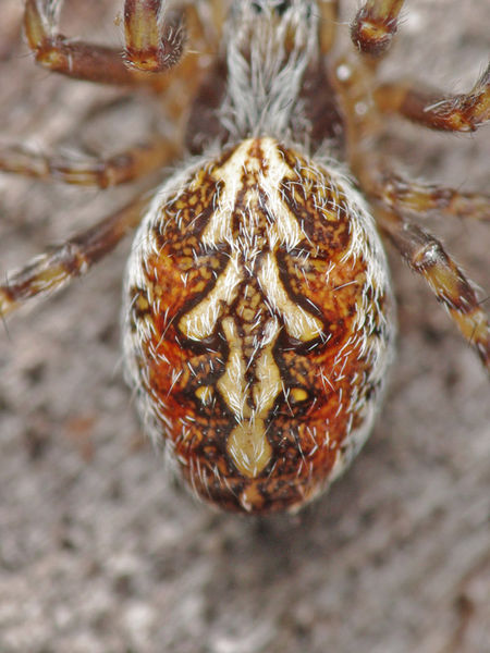 Datei:Aculepeira lapponica female PK9596.JPG