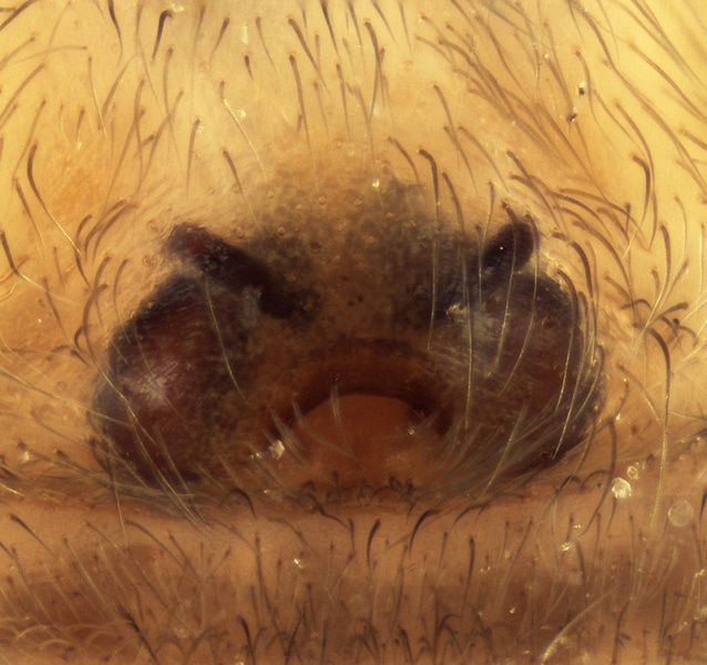 Datei:Cheiracanthium montanum female 20160210124349-2add6e63.jpg