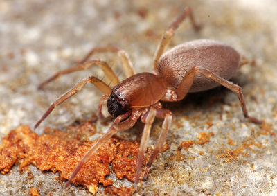 Clubiona saxatilis female A6399 PO8969.JPG