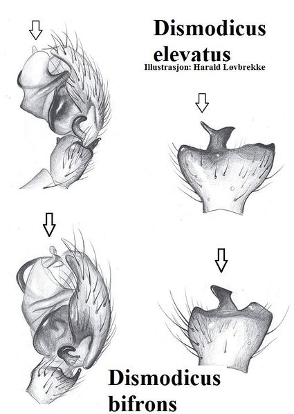 Datei:Dismodicus elevatus bifrons palp HLovbrekke.jpg