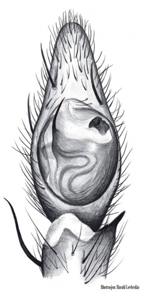 Datei:Drassodes cupreus palp HLovbrekke.jpg