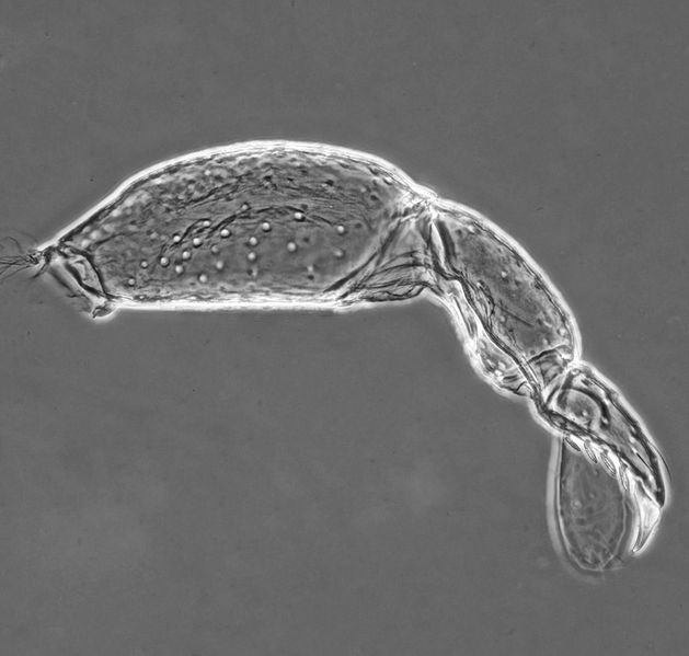 Datei:Erythraeus sp A5312 PS4042.jpg