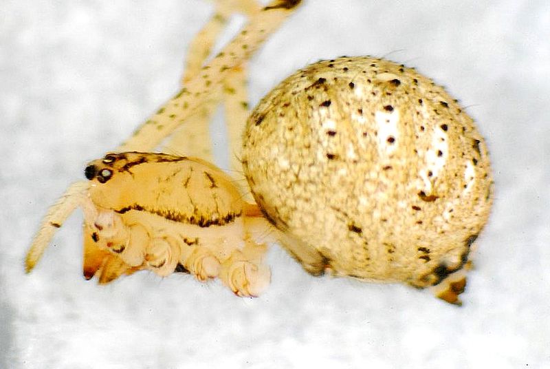 Datei:GR37-22Platnickinia nigropunctata.JPG