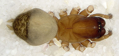 Inermis Paulinzella 08-07 01.jpg