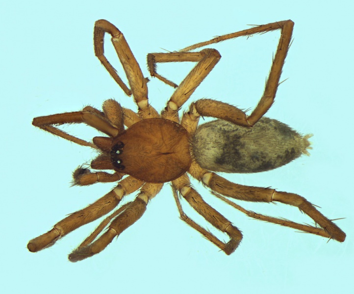 Datei:Mesiotelus mauritanicus male 20130414211352-be0678b3-me.jpg