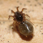 Panamomops mengei female A5205 PI9240.JPG