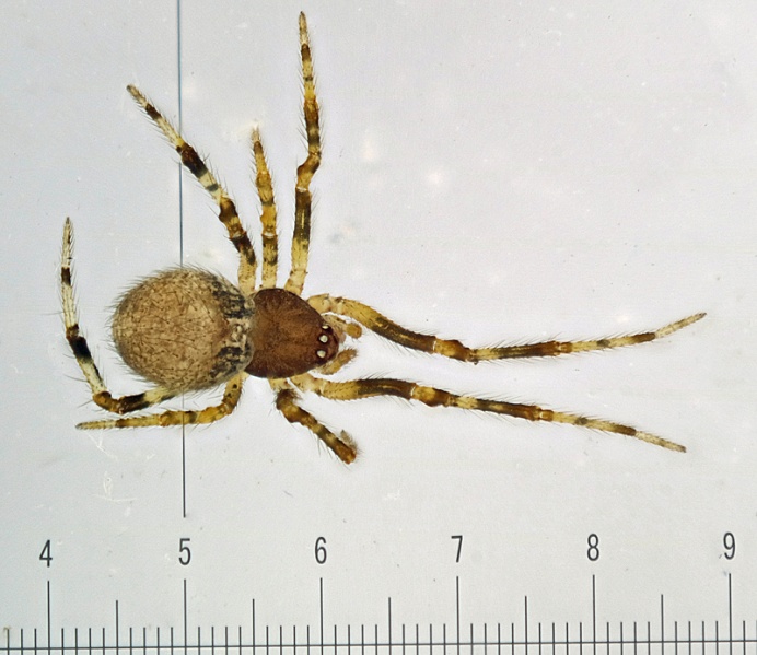 Datei:Theridion boesenbergi.jpg