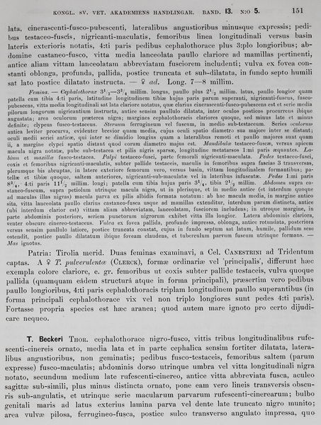 Datei:ThorellTridentina2.JPG