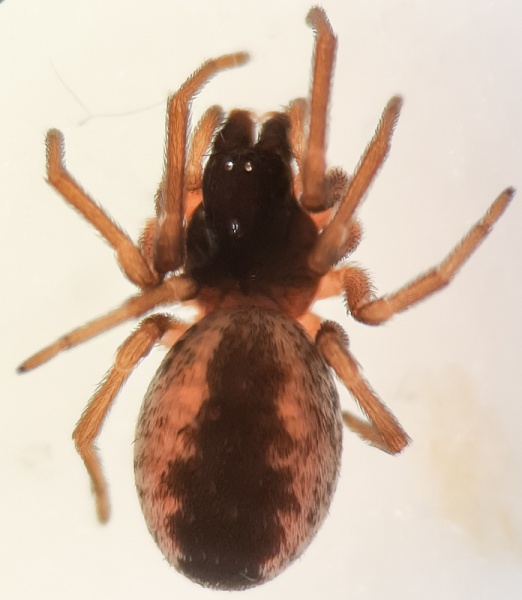 Datei:Brigittea vicina f dorsal.jpg