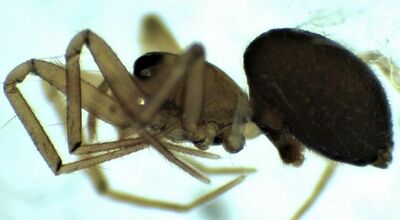 Decipiphantes decipiens retrolat HLovbrekke.jpg