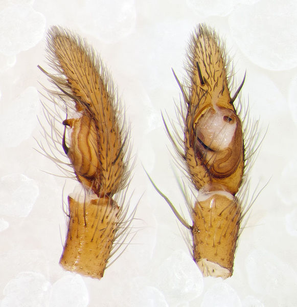 Datei:Drassodes-lutescens Teneriffa-LasCasas 15-07 03-ped.jpg