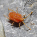 Hirstiosoma sp A6083 PL2039.JPG