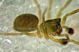 Panamomops mengei 28.05.2015 Owschlag.jpg