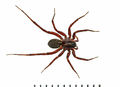Pardosa sphagnicola female A6033 PL2660.JPG