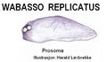 Prosoma lateral