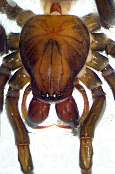Datei:A aquatica kopf fem.jpg