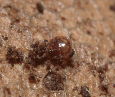 Cilliba erlangensis cf A3525 PF8565.JPG