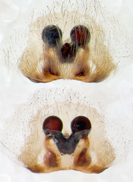 Datei:Clubiona-alpicola Alpen-Monesi 14-09 05-Epig-Vulva.jpg