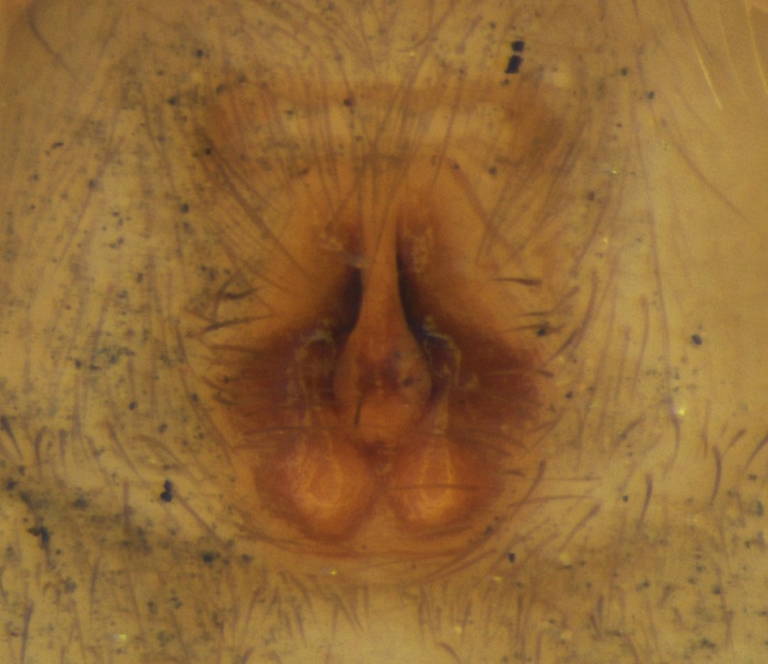 Datei:Haplodrassus lyndae Epigyne 20180803164006-0990824c-me.jpg