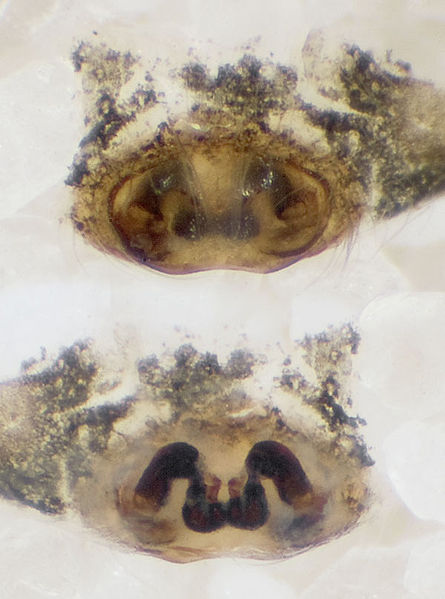 Datei:Heliophanus-dubius Ettersberg 09-05 04-Epig-Vulva.jpg